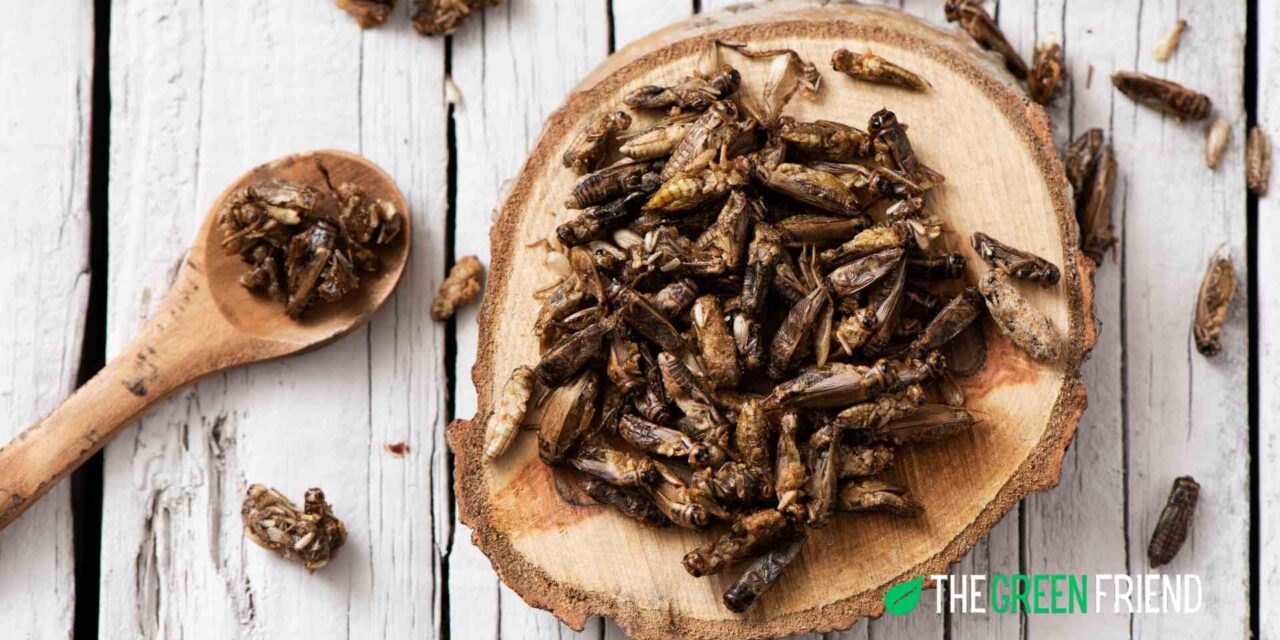 Edible Insects: A Sustainable Solution for the Future