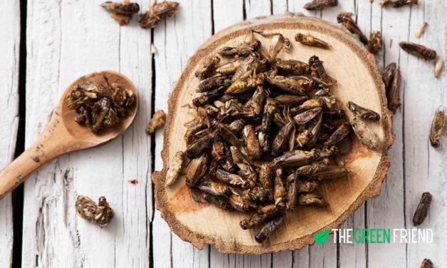 Edible Insects: A Sustainable Solution for the Future